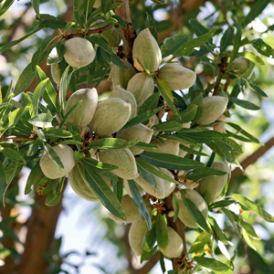 Plants Image