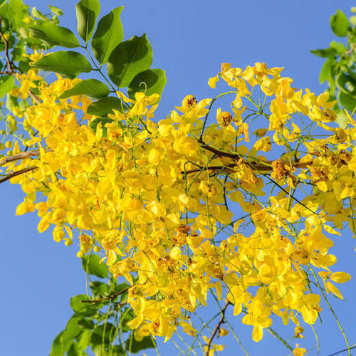 Plants Image