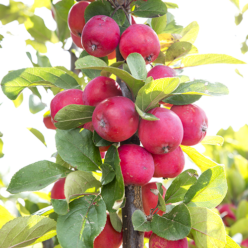 Plants Image