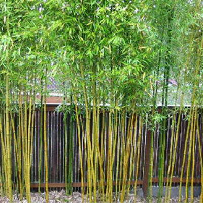 Plants Image