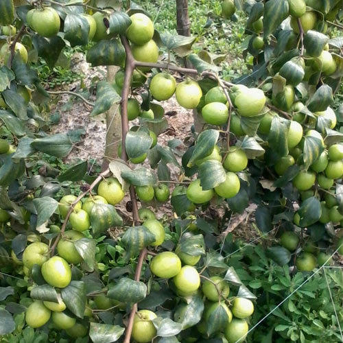 Plants Image
