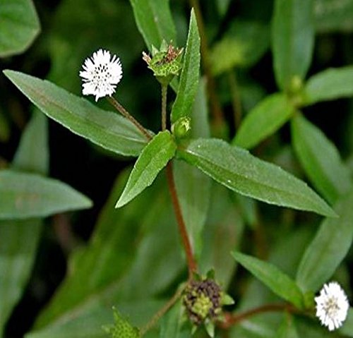 Plants Image