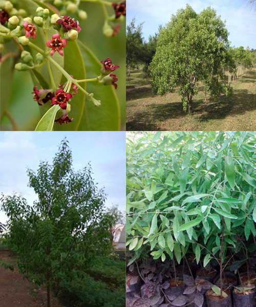 Chandan Cultivation