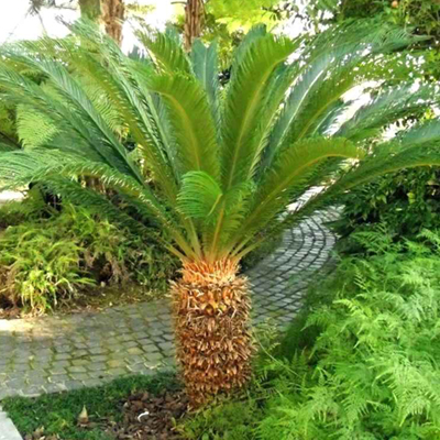 Plants Image