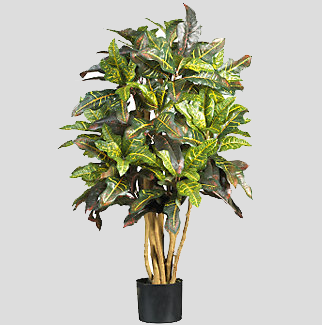 Plants Image