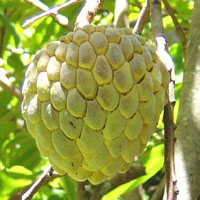 Plants Image