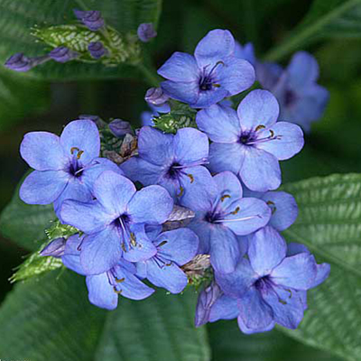 Plants Image