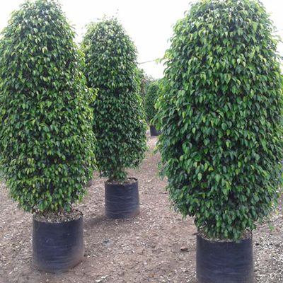 Plants Image
