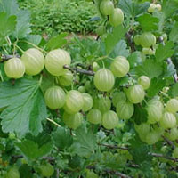 Plants Image