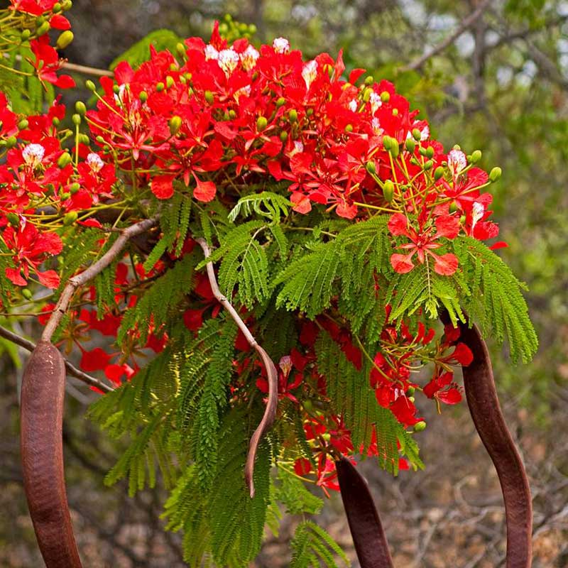 Plants Image