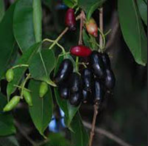 Plants Image