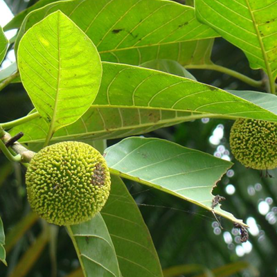Plants Image