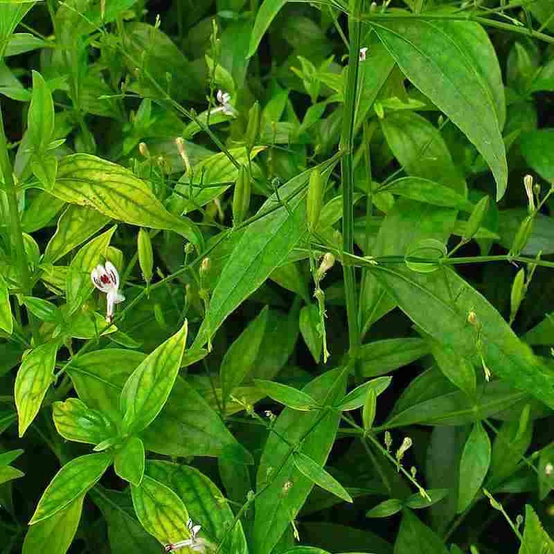 Plants Image