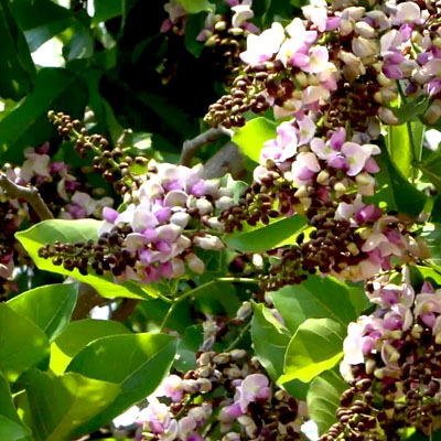 Plants Image