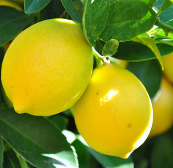 Plants Image