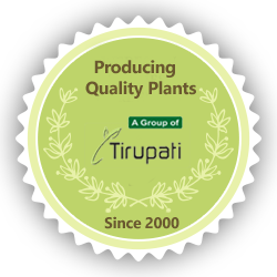 Green House Award