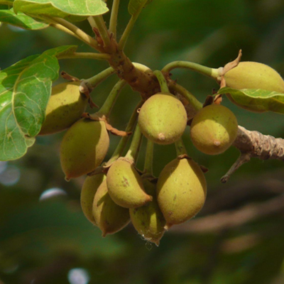Plants Image