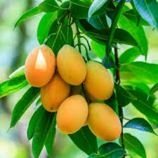 Plants Image