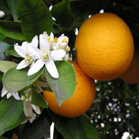 Plants Image