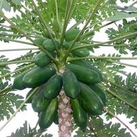Plants Image