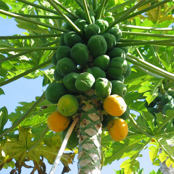 Papaya Plants