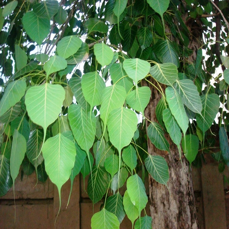 Plants Image