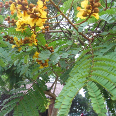 Plants Image