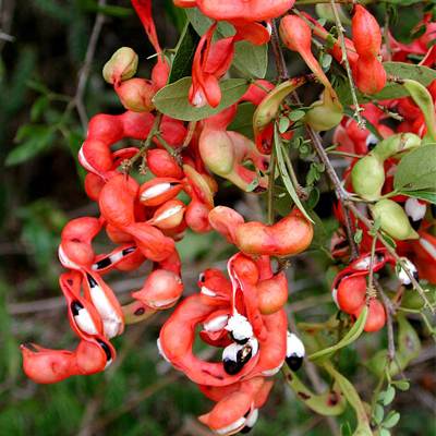 Plants Image