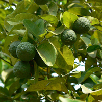 Plants Image