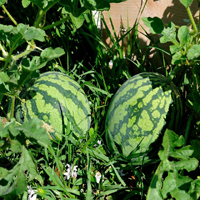 Plants Image